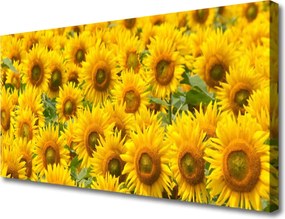 Zdjęcie na płótnie Słonecznik w Pełnym Słońcu