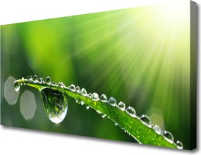 Zdjęcie na płótnie Perlista Rosa na Źdźbłach