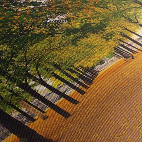 Obraz alei jesiennych drzew (70x50 cm)