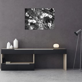 Obraz na szkle - Pajęczyna na łące (70x50 cm)