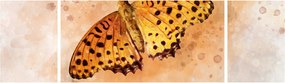 Obraz - Pomarańczowy motyl, akwarela (170x50 cm)