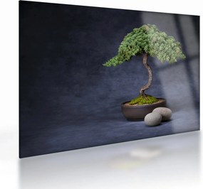 Obraz na szkle - Bonsai (70x50 cm)