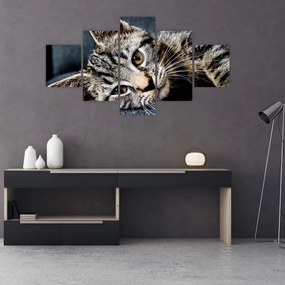 Obraz - Kotek (125x70 cm)