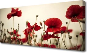 Obraz na płótnie Polne Maki w Rozkwicie