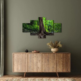 Obraz - Stare drzewo z korzeniami (125x70 cm)