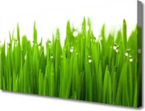 Zdjęcie na płótnie Soczysta Zieleń Polany