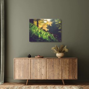 Obraz na szkle mchu z grzybem (70x50 cm)