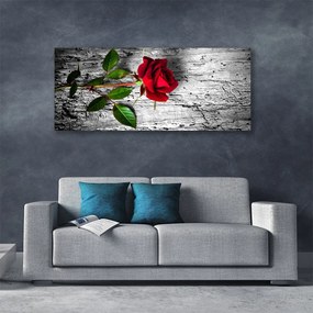Obraz Canvas Róża Kwiat Roślina Natura
