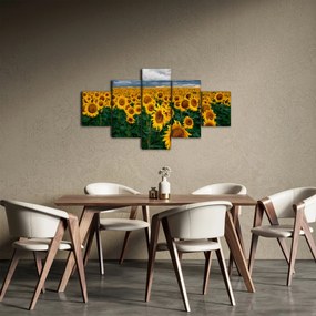 Obraz pola słoneczników (125x70 cm)