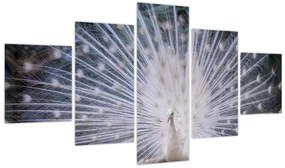 Obraz - Biały paw (125x70 cm)