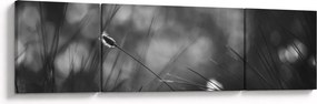 Obraz - Trawa łąkowa (170x50 cm)