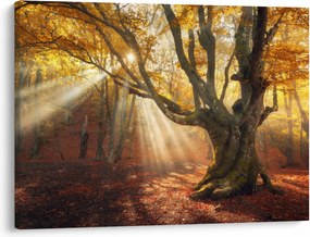 Obraz - Jesienny świt (70x50 cm)
