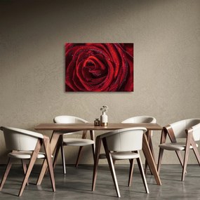 Obraz na szkle - Czerwona róża z kroplami rosy (70x50 cm)
