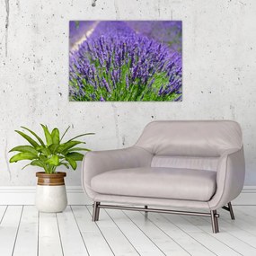 Obraz - lawenda (70x50 cm)