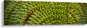 Obraz - Paproć (170x50 cm)
