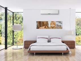 Obraz - dwie lwice (170x50 cm)