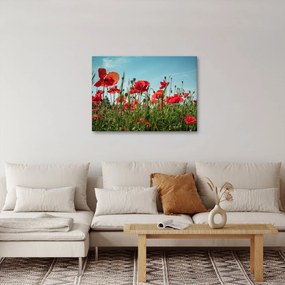 Obraz - Na polu maków (70x50 cm)