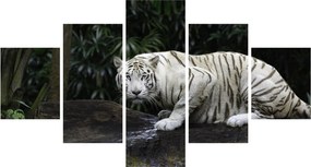 Obraz - Tygrys albinos (125x70 cm)