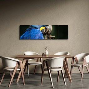 Obraz papugi (170x50 cm)