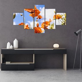 Obraz maków (125x70 cm)