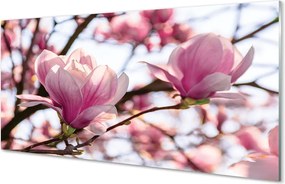 Panel nad Blat Kuchenny Magnolie w Sercu Parku