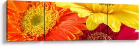 Obraz - Kwiaty Gerbery (170x50 cm)