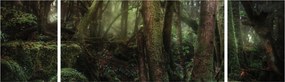 Obraz - Tajemniczy las (170x50 cm)