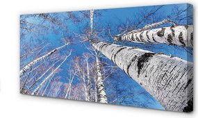 Zdjęcie na płótnie Brzozy na Tle Nieba