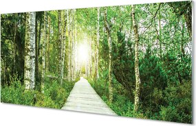 Szklany Panel Droga przez Las Brzozowy