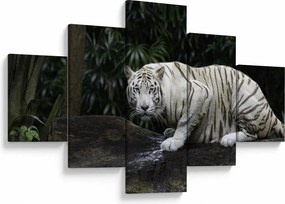 Obraz - Tygrys albinos (125x70 cm)