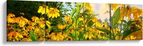 Obraz żółtych kwiatów (170x50 cm)