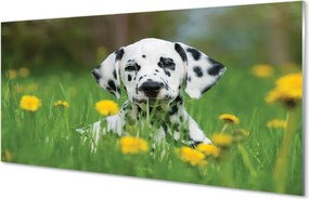 Szklany Panel Szczęśliwy Pies na Zielonej Łące