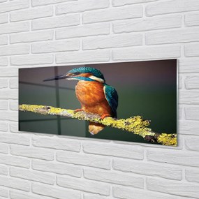 Panel szklany do Kuchni Mały Egzotyczny Ptak