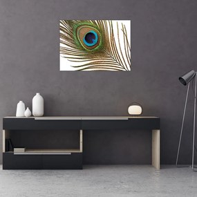 Obraz pawich piór (70x50 cm)
