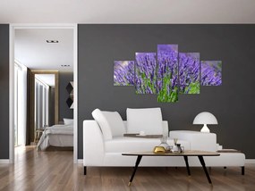 Obraz - lawenda (125x70 cm)