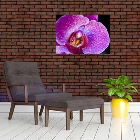 Obraz na szkle - zbliżenie kwiatu orchidei (70x50 cm)