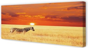 Obraz drukowany na płótnie Zebra na Polu o Zachodzie Słońca