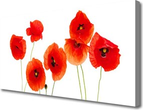 Zdjęcie na płótnie Rozkwit Czerwonych Maków