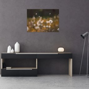 Obraz na szkle - Łąka z trawą bawełnianą N⁰2 (70x50 cm)