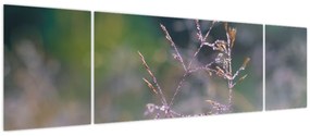 Obraz - Szczegół trawy (170x50 cm)