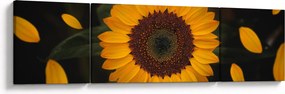 Obraz - Słonecznik i płatki kwiatów (170x50 cm)