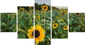 Obraz - Sunflower Field II. (125x70 cm)