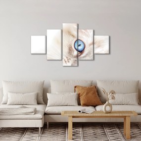 Obraz - Kotek (125x70 cm)