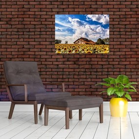 Obraz na szkle - pole słoneczników (70x50 cm)