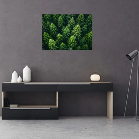 Obraz na szkle - Las (70x50 cm)