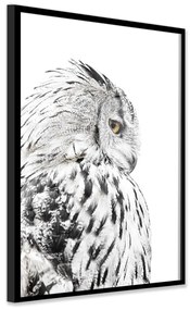 Obraz 50x70 cm Owl – Styler