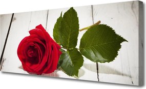 Obraz drukowany na płótnie Klasyczna Czerwona Róża