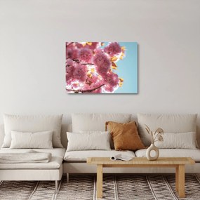 Obraz na szkle - Kwiat wiśni (70x50 cm)