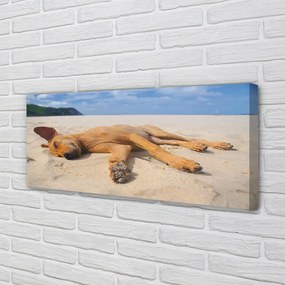 Obraz drukowany na płótnie Pies Odpoczywający na Plaży