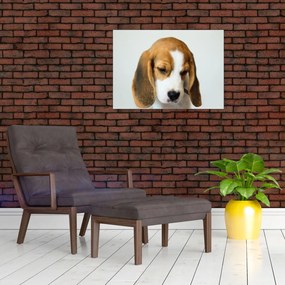 Obraz Beagle (70x50 cm)